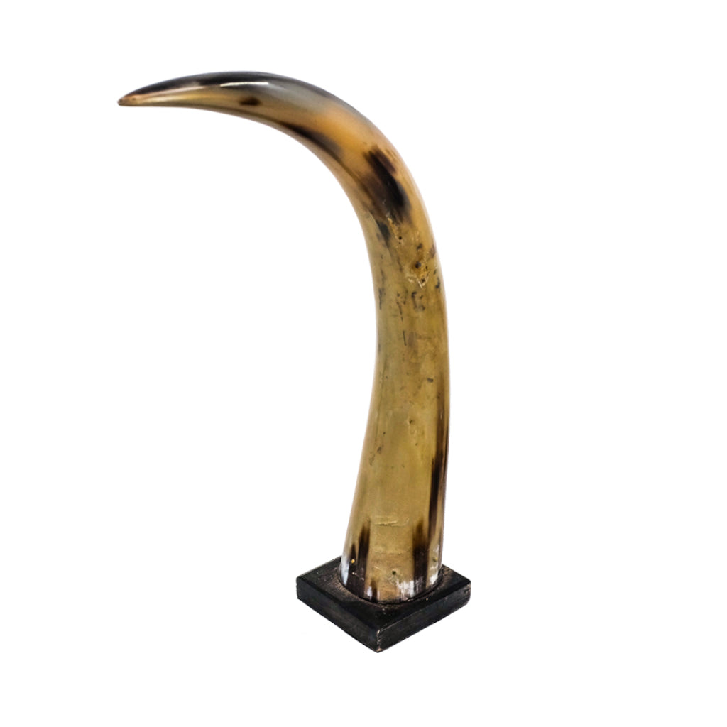 Fabulous Bison Horn