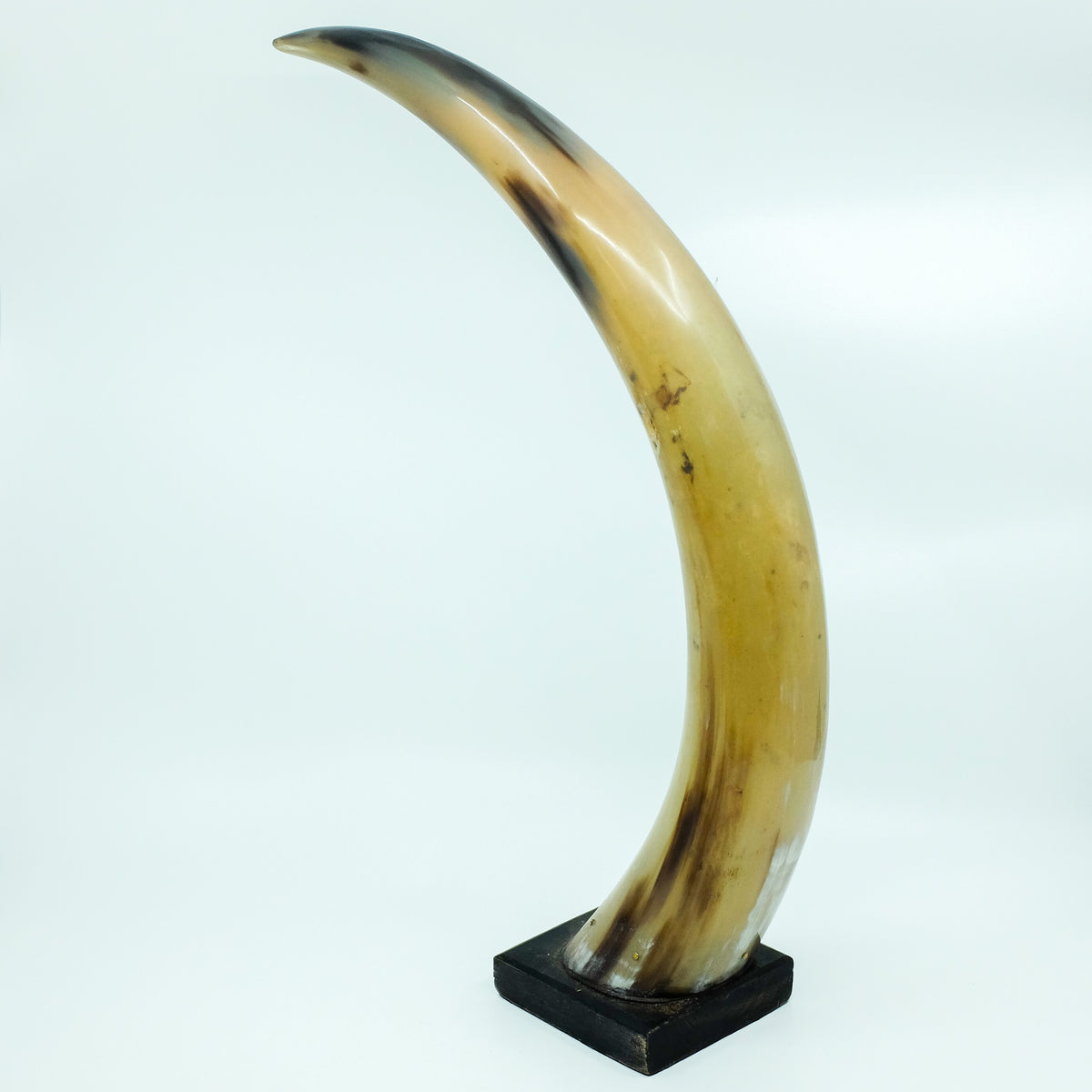 Fabulous Bison Horn