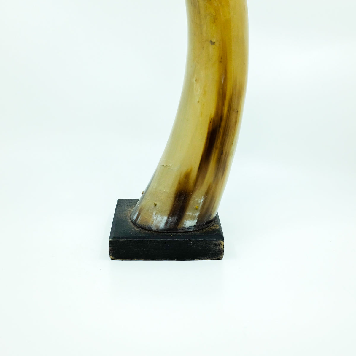 Fabulous Bison Horn